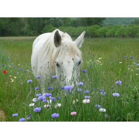 Magnifique et chaleureuse roulotte en bois